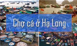 Top 6 chợ Hạ Long bán hải sản chất lượng giá rẻ nhất